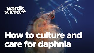 Caring and Culturing for Daphnia [upl. by Juster]