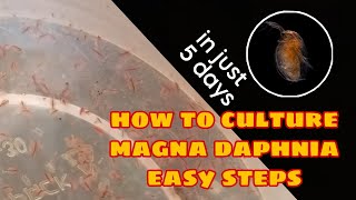 How to Culture Magna Daphnia Easily [upl. by Haerr]