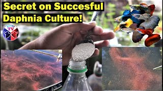 How to Culture Daphnia Successfully [upl. by Oirram]