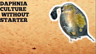 HOW TO CULTURE DAPHNIA NATURALLY WITHOUT A STARTER [upl. by Ogaitnas]