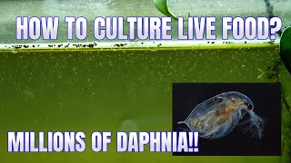 How to Culture Daphnia Secret Method to Breed MILLIONS  Simply Aquatic [upl. by Eicam]