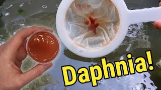 How I Culture Daphnia In Outdoor Tubs [upl. by Belloir]