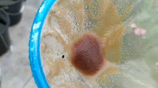 How to culture daphnia moina in a small container Part 1 English Subtitle [upl. by Ztnahc]