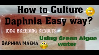 Daphnia MagnaHow to Culture Daphnia Easy wayCulturing Daphnia using Green water Daphnia [upl. by Tresa]