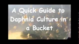 How to culture daphnia outside [upl. by Ramo350]