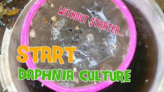 How to culture daphnia moina the easy way 1  Starting the Daphnia culture [upl. by Ayar]