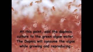 Daphnia  How to grow daphnia in your home [upl. by Vladimar]