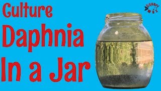 How to Culture Daphnia in a Jar [upl. by Christmas]