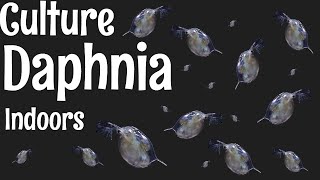 How to Culture Daphnia [upl. by Kosey]