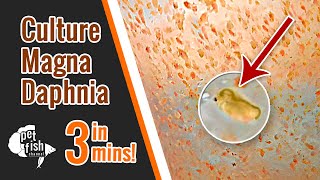 How to culture DAPHNIA MAGNA  The easy way [upl. by Gemperle]