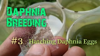 Daphnia Culture made simple and easy 3  Hatching Daphnia eggs [upl. by Crispen33]