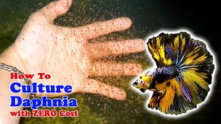 How to Culture Daphnia with ZERO Cost  Unlimited Live Food For Our Fish [upl. by Burl213]