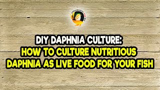 DIY Daphnia Culture How to Culture Nutritious Daphnia as Live Food for Your Fish [upl. by Miun]