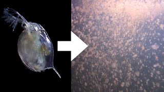 How I Culture Daphnia [upl. by Yrek]