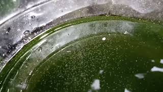 DAPHNIA MOINA CULTURE IN A SMALL BUCKET [upl. by Deelaw]