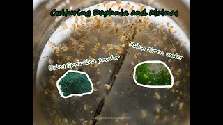 How To Culture Daphnia and Moinas using Green Water Spirulina powder [upl. by Ayifa]