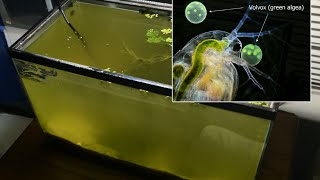 Raising Daphnia for the Freshwater Aquarium [upl. by Worthy]