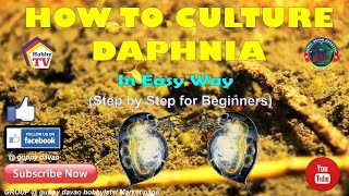 HOW TO CULTURE DAPHNIA In Easy Way [upl. by Morette393]